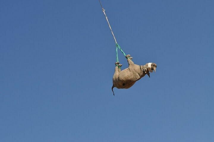 코뿔소를 마취시킨 채 헬기에 거꾸로 매달아 옮기는 모습. 코넬대 제공