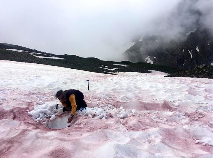 한 연구원이 알프스 산꼭대기의 붉은 빛 눈밭에서 시료를 채취하고 있다. 프랑스 그르노블알프스대 제공