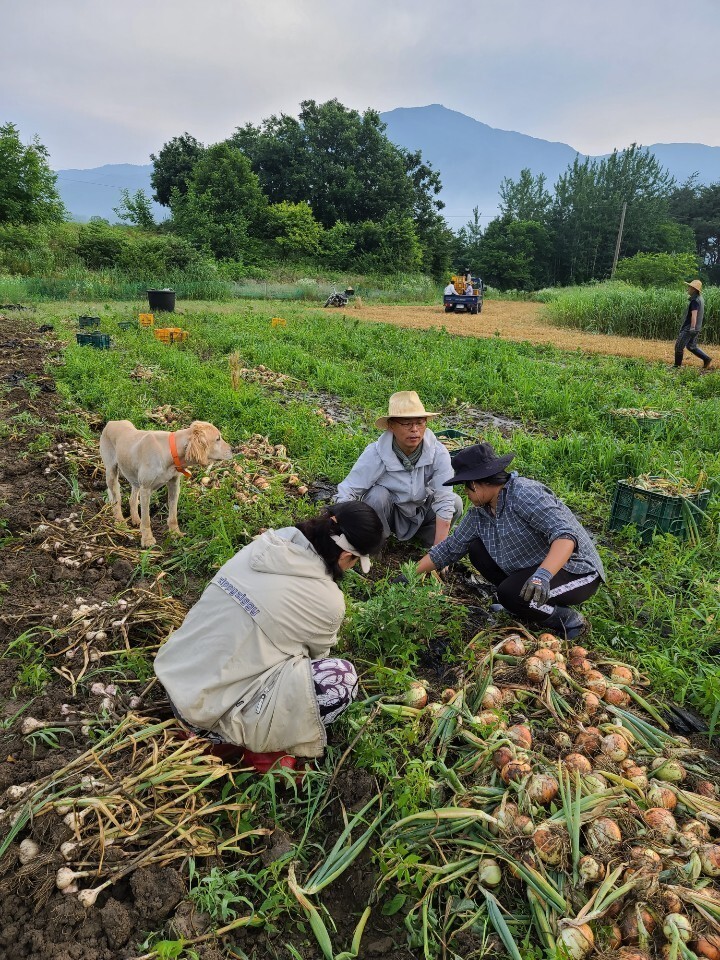 실상사 농장에서 양파를 수확하는 법인 스님. 사진 실상사 제공