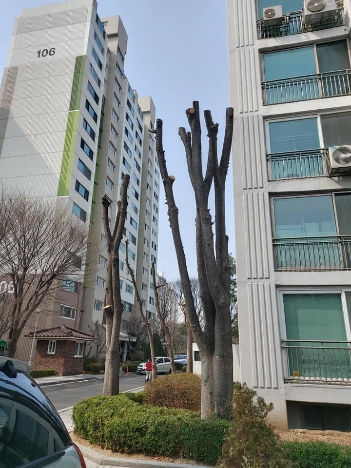 경기 동탄의 한 아파트 나무들. 이 사진의 제보자는 “공동주택 나무들에는 잔인한 가지치기 계절입니다. 아낌없이 주는 나무에 대한 인간의 배신.”이라고 지적했다. ‘가로수를 아끼는 사람들’ 제공