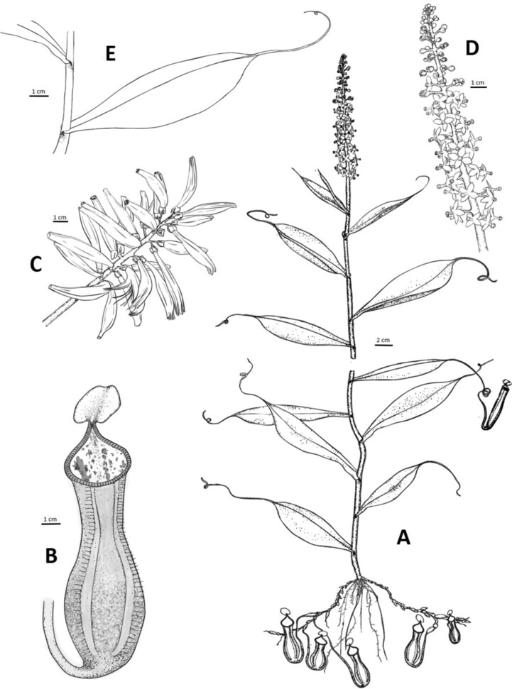 신종 벌레잡이통풀 네펜테스 푸디카(Nepenthes pudica). 마르틴 단차크 제공.