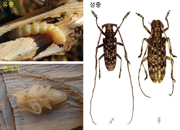 소나무재선충병 매개충인 솔수염하늘소. 산림과학원 제공