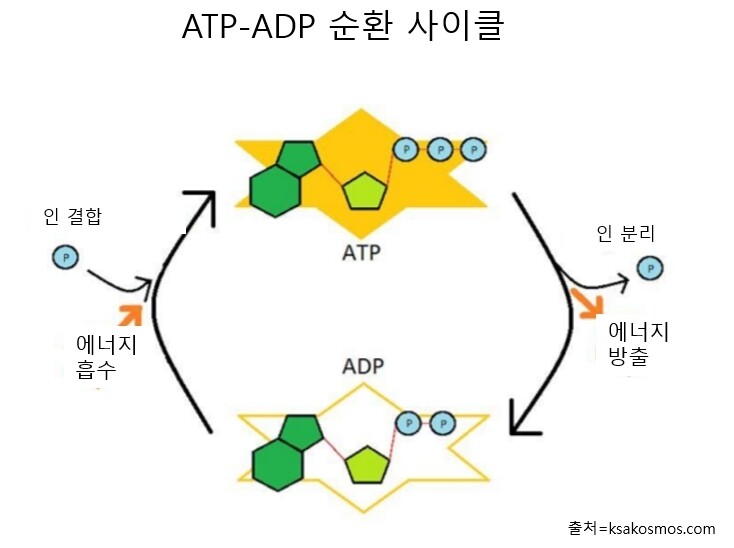 ADP와 ATP는 이화와 동화를 오가며 에너지를 전달하는 중요한 역할을 수행한다. 픽사베이