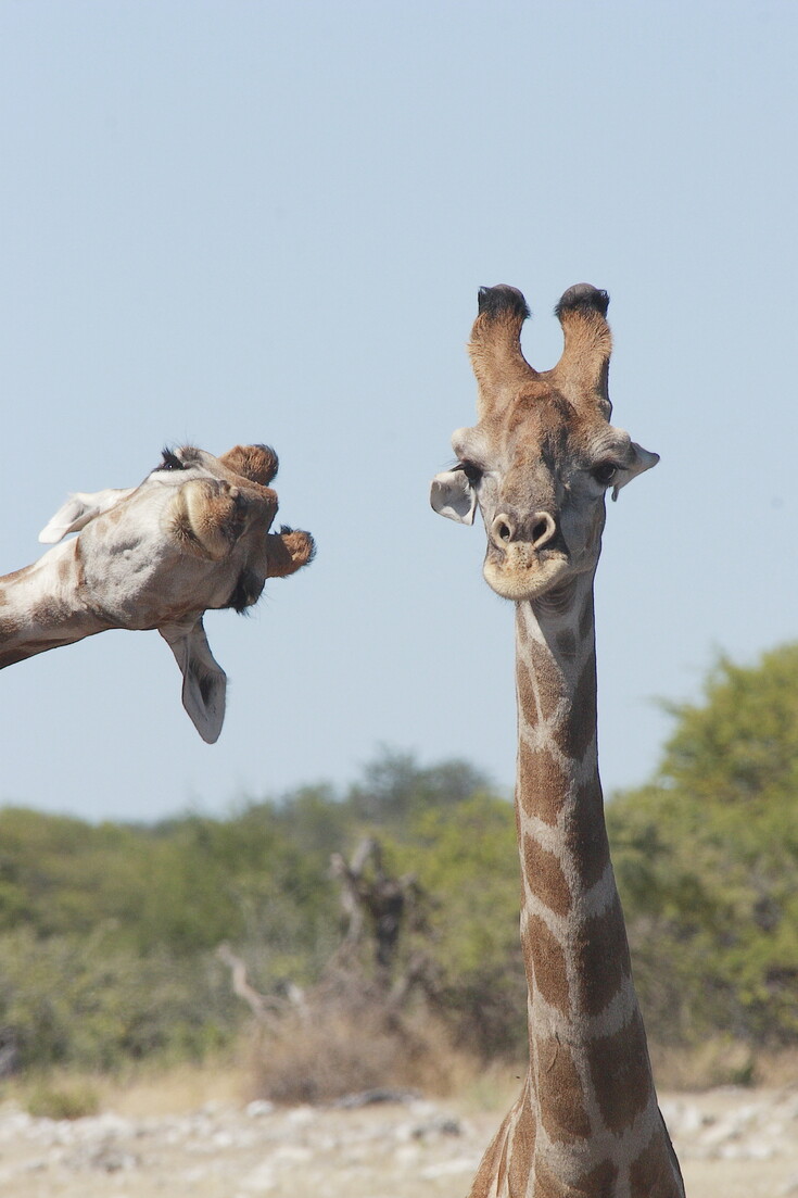 © Brigitte Alcalay-Marcon/The Comedy Wildlife Photography Awards 2020