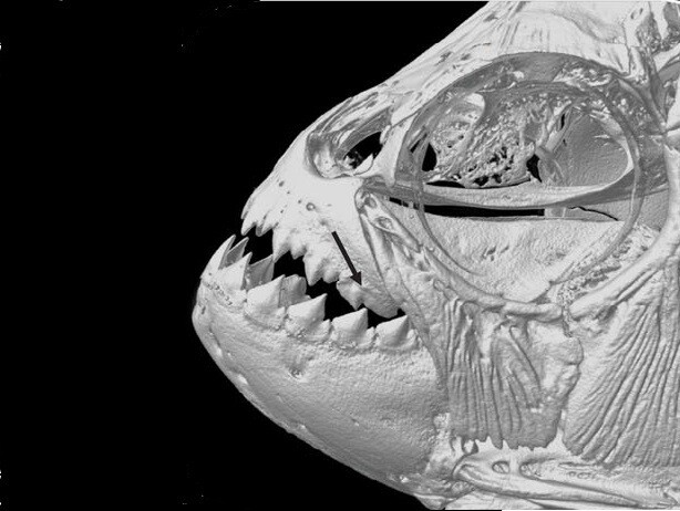 피라냐의 무기는 강력한 근육과 톱니처럼 날카로운 이에 더해 수시로 이뤄지는 이 교체로 밝혀졌다. 매슈 콜만 외 (2019) ‘진화와 발달’ 제공.