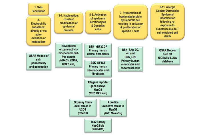 시험관 실험 연구(in vitro)와 컴퓨터 이용 연구(in silico)를 이용해 일종의 파부 알레르기 반응인 피부 감작성[1]을 일으키는 독성의 발현경로[2]를 찾는 과정의 예상도. 동물 실험 또는 시험 없이도 화학물질의 피부 감작성을 정확하게 시험할 수 있음을 보여준다. 동물대체시험 연구자들은 더 많은 데이터를 이용해 이런 예상도를 더욱 더 정교하게 다듬기 위한 노력하고 있다. 출처: “21세기 독성학 기술을 이용한 피부 감작성 예상도”