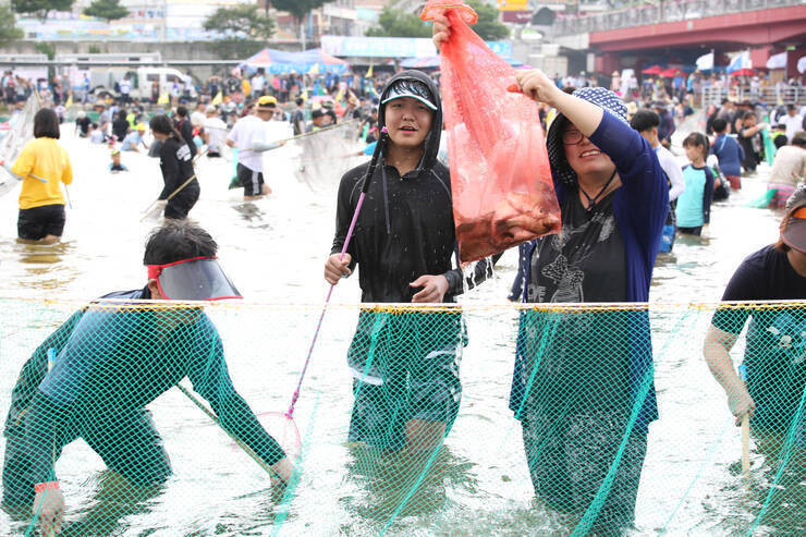 정남진 장흥 물축제에서는 물고기를 손이나 어망으로 잡는 행사를 위해 탐진강에 물고기 수천마리를 풀어놓는다.
