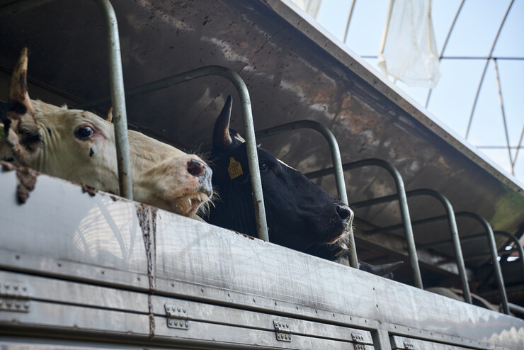 동물해방물결의 ‘인천 소 구하기’ 프로젝트에서 구조 대상이 됐다가 목장에 남겨진 9마리의 소가 지난 10일 도살장으로 향하는 트럭에 실려 바깥을 보고 있다. 동물해방물결 제공