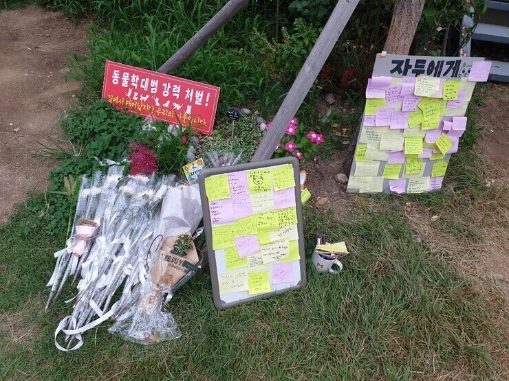 지난해 ‘경의선숲길 고양이 자두 살해사건’은 학대자에게 이례적으로 실형이 선고됐다. 당시 피의자는 고양이를 바닥에 수차례 내던지는 등의 잔인한 학대행위로 살해해 동물보호법 및 재물손괴죄 혐의로 징역 6월이 선고됐다. 김민제 기자 summer@hani.co.kr