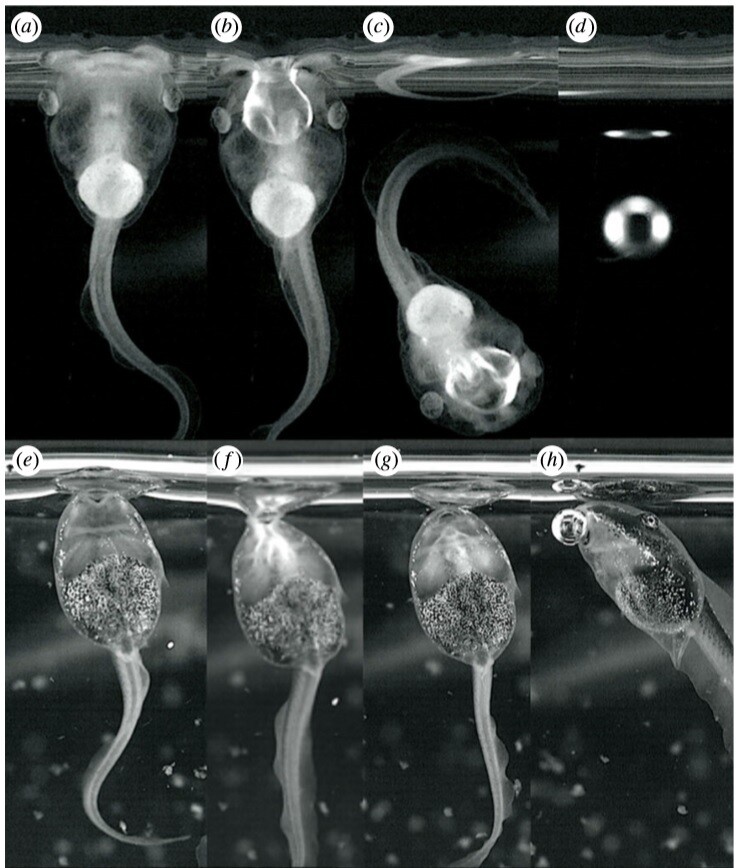 올챙이 두 종의 공기 방울 호흡법. 입을 물 표면에 밀착해 입속으로 표면을 당긴 뒤 입을 닫아 공기주머니를 떼어낸 뒤 허파 속으로 밀어 넣고, 남은 공기 방울을 뱉어낸다. 스웽크 외 (2020) ‘왕립학회보 비’ 제공.
