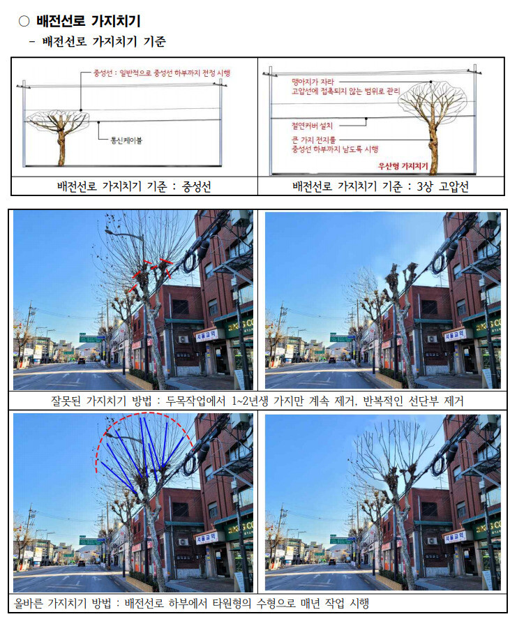 올해 서울시 가로수 가지치기 교육자료의 ‘배전선로 가지치기’ 내용.