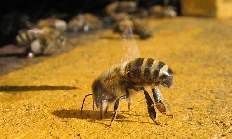 벌통 안에 들어가려고 착지한 꿀벌 그리고 날개를 퍼뜩거리는 꿀벌입니다. 인간을 벌통을 제공하고 보살피면서, 꿀벌이 가져온 벌꿀을 취하지요. 위키미디어 코먼스