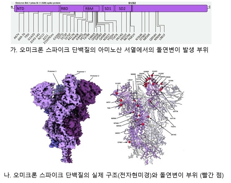 그림1. 단백질의 아미노산 서열과 구조의 연관 관계 (출처: Dhiraj Mannar et al. SCIENCE. 20 Jan 2022.)