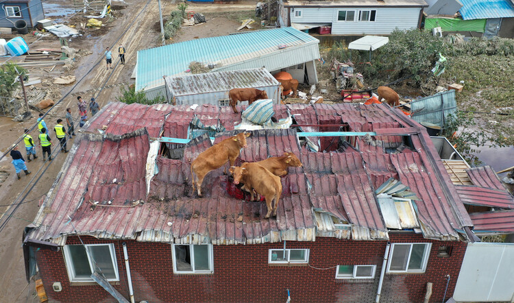 ①8월9일 오전 전남 구례군 구례읍의 한 마을 주택과 축사 지붕에 소들이 올라가 있다. 연합뉴스