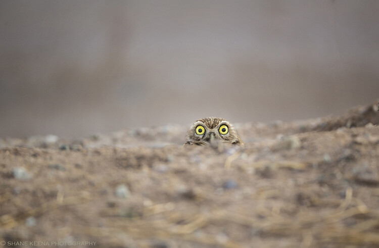 까꿍! 하늘 동물 부분 최우수상에 뽑힌 셰인 키나의 작품. 제목 Peek-a-boo!