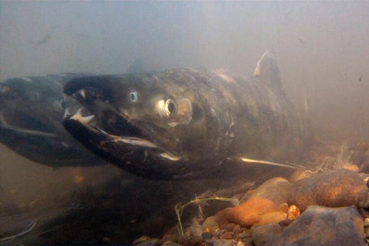 산란장의 연어 수컷. 구부러진 턱과 이가 두드러진다. 미 국립해양대기관리청(NOAA) 제공