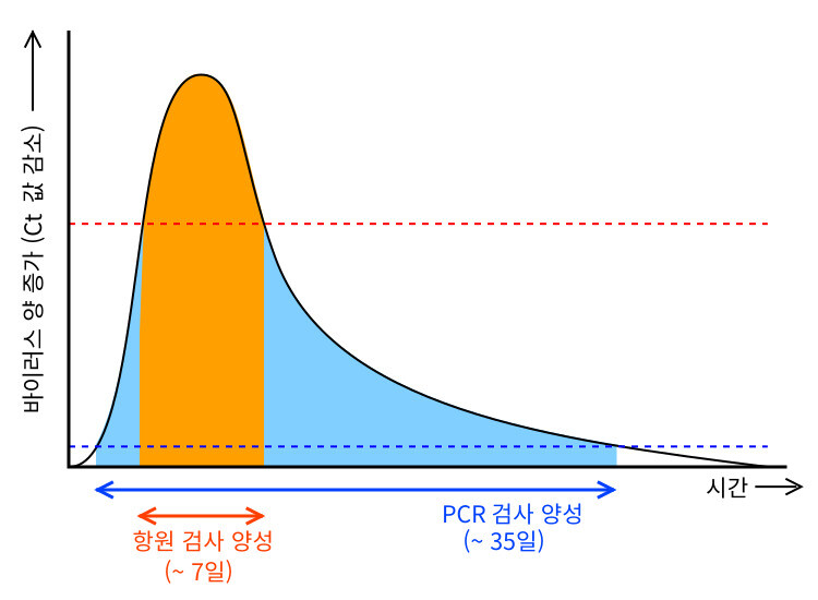 그림 5-6. PCR 검사에서 양성이 나오는 기간과 항원검사에서 양성이 나오는 기간 비교. 항원검사에서 양성이 나오는 기간은 PCR 검사에서 양성이 나오는 기간에 비해 훨씬 짧다.[5]