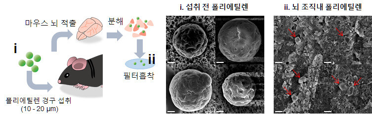 폴리에틸렌 미세플라스틱 섭취 실험 과정(왼쪽)과 실험쥐 뇌조직에서 전자현미경으로 관찰된 모습(오른쪽). 한국원자력의학원 제공