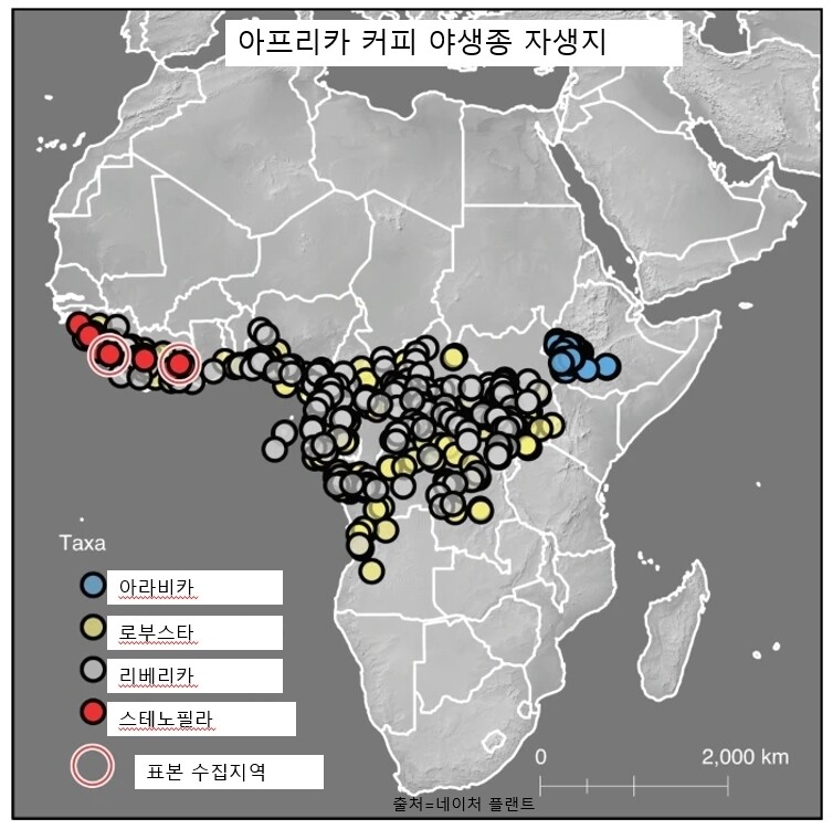 스테노필라는 서아프리카, 아라비카는 동아프리카가 주된 서식지다. 네이처 플랜트