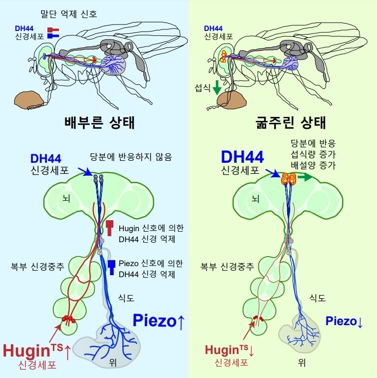 초파리 디에이치44(DH44) 신경세포의 두 가지 억제 신호에 대한 모식도. 음식물을 먹어 초파리 내장기관이 팽창하면 활성화되는 ‘피에조 채널’과 몸 속 영양분이 증가하면 이를 감지해 활성화하는 ‘후긴’ 신경세포는 서로 상호보완적으로 디에이치44 신경세포의 활성을 억제한다. 카이스트 제공