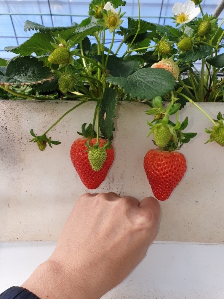 가을에 나오는 딸기 ‘고슬’. 사진 송제덕 제공