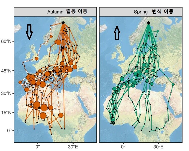 유럽칼새의 이동 경로. 왼쪽이 월동을 위한 남행이고 오른쪽이 번식을 위한 북행길이다. 오케손 외 (2021) ‘아이사이언스’ 제공