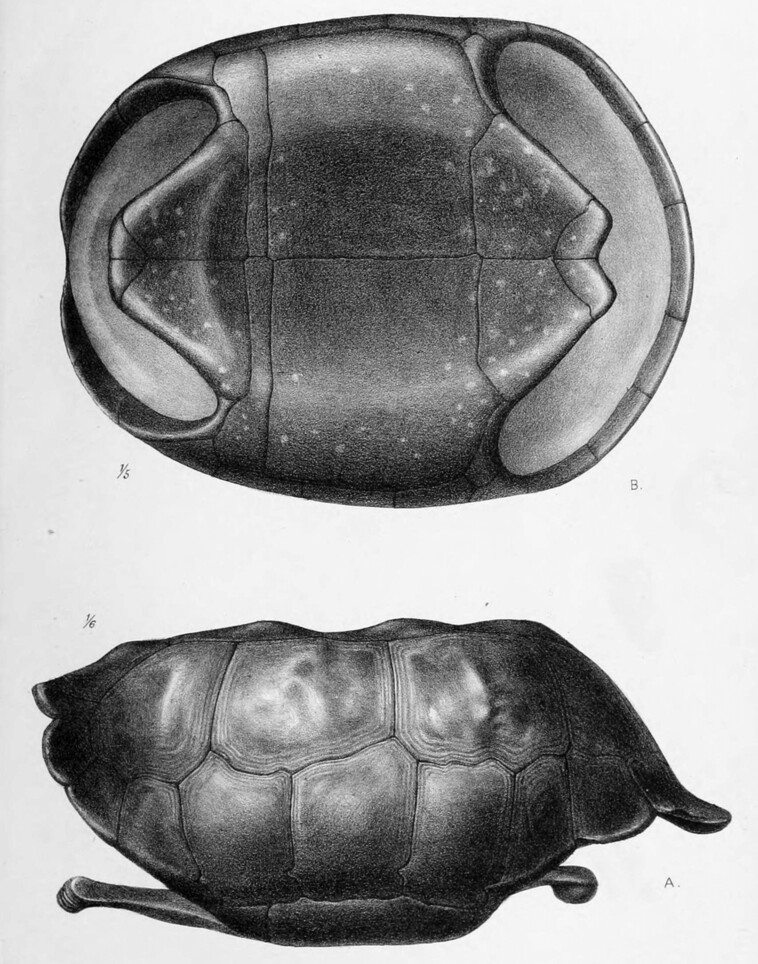 멸종한 플로레아나 거북의 등딱지. 위키미디어 코먼스 제공.