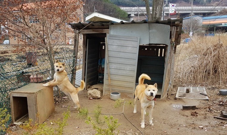 앞으로 동물을 2m미만 짧은 줄에 묶어 기르거나 빛이 차단된 공간에서 사육하는 것이 금지된다. 사진 동물자유연대 제공