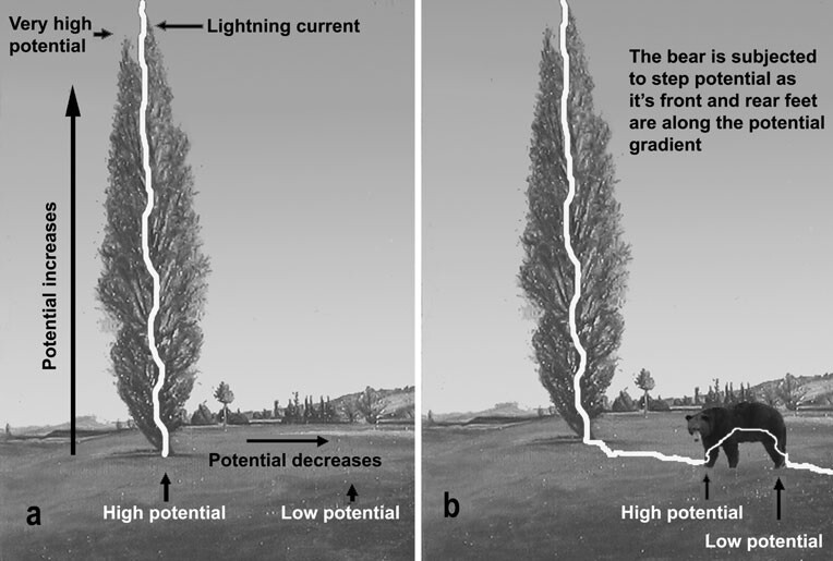 동물이 벼락 피해를 받는 방식. a는 직격뢰 b는 보폭전압을 가리킨다. 찬디마 고메스 (2012) ‘국제 생물기상학 저널’ 제공