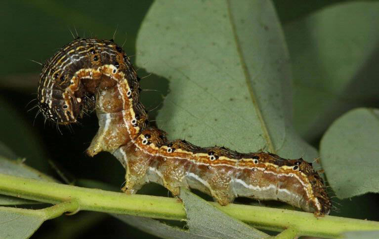 왕담배나방 애벌레는 세계적인 농업 해충이다. 교르기 초카, 위키미디어 코먼스 제공