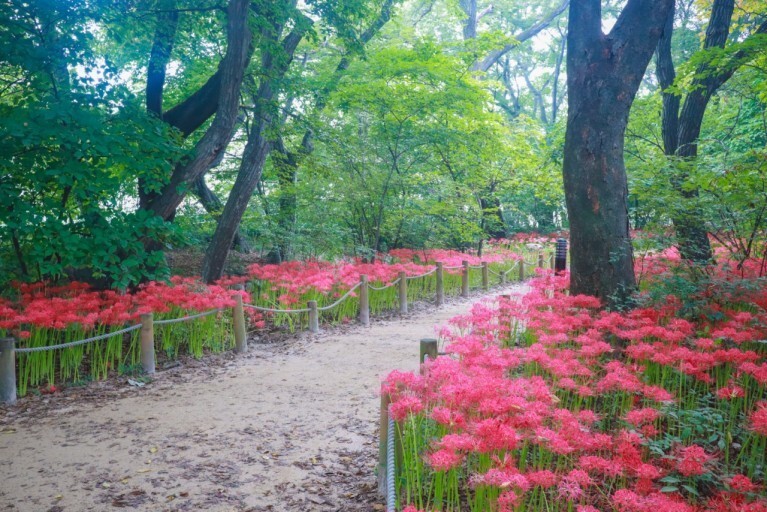 경남 함양 상림공원