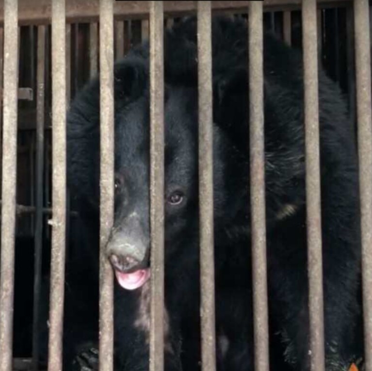 철창에 갇혀 있는 사육 곰의 모습. 동물자유연대 제공.