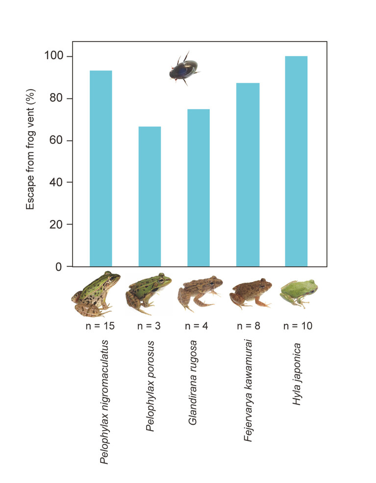 개구리 종별 물땡땡이 탈출 성공률. 첫째가 참개구리, 다섯째가 청개구리로 다른 종들보다 높다. 고베대 제공.