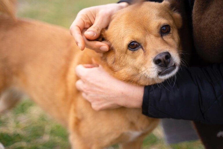 만화 에세이 ‘너와 추는 춤’의 주인공 개 냇길이. 이연수 제공