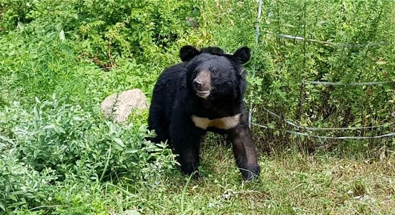 지리산에서 태어나 수도산으로 이동했다가 세 차례나 재방사된 반달가슴곰 오삼이. 환경부 제공