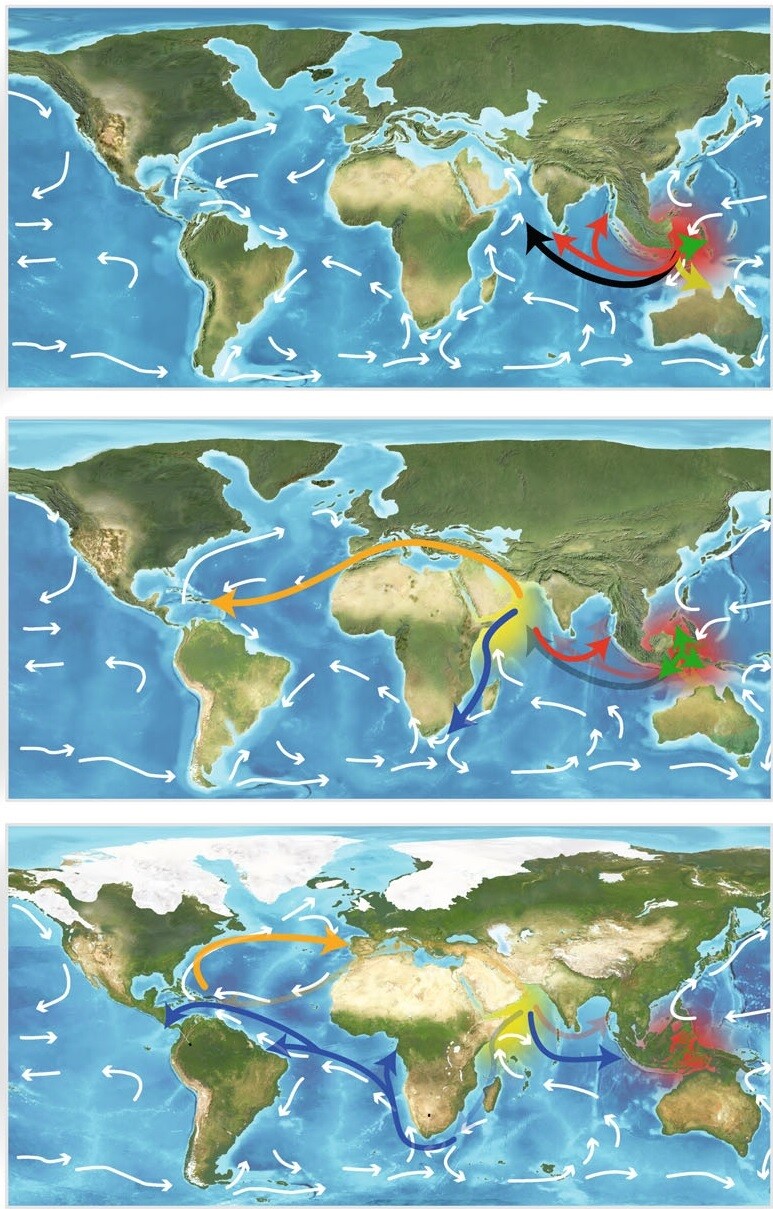 해마의 세계 확산 과정. (위) 동남아의 해마가 1800만∼2300만년 전 인도양과 테티스 해를 거쳐 퍼져나가기 시작한다. (가운데) 테티스 해가 막히기 직전 대서양을 횡단해 북아메리카로 확산한다. (아래) 500만년 전 인도양의 해마가 아프리카 최남단 희망봉을 돌아 남아메리카로 퍼지고 이어 파나마 해협을 지나 태평양에 진출한다. 리 천인 외 (2021) ‘네이처 커뮤니케이션스’ 제공.