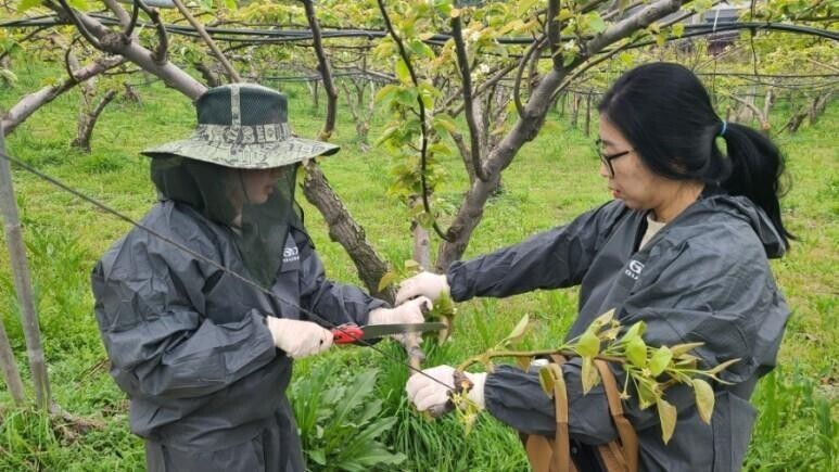 충북도 농업기술원이 충주 등에서 발병한 과수화상병 확산을 막으려고 전염 가지 등을 제거하고 있다. 충북도 농업기술원 제공