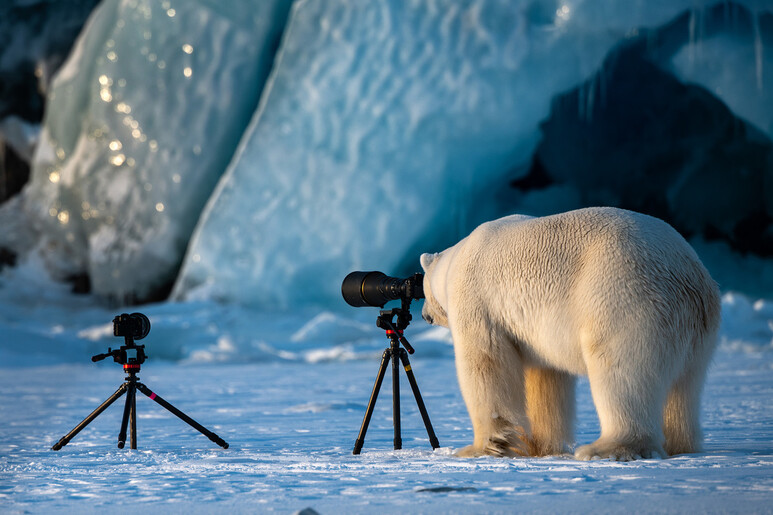 내가 한번 찍어볼까? 로이 칼리츠의 Wildlife PhotograBear.