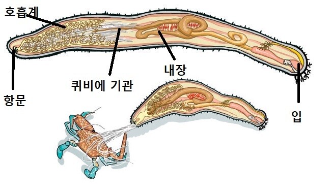 검은해삼의 내장과 퀴비에 기관. 팅 천 외 (2023) ‘PNAS’ 제공.