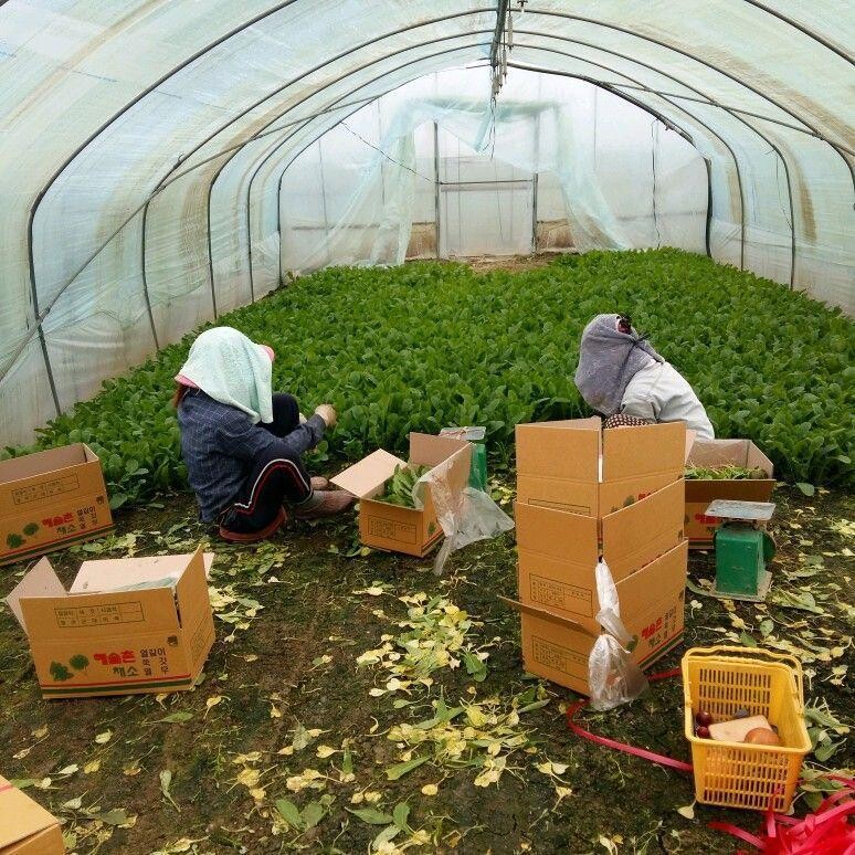 경기도 포천의 한 농장에서 일하는 이주노동자. 포천이주노동자 센터 제공