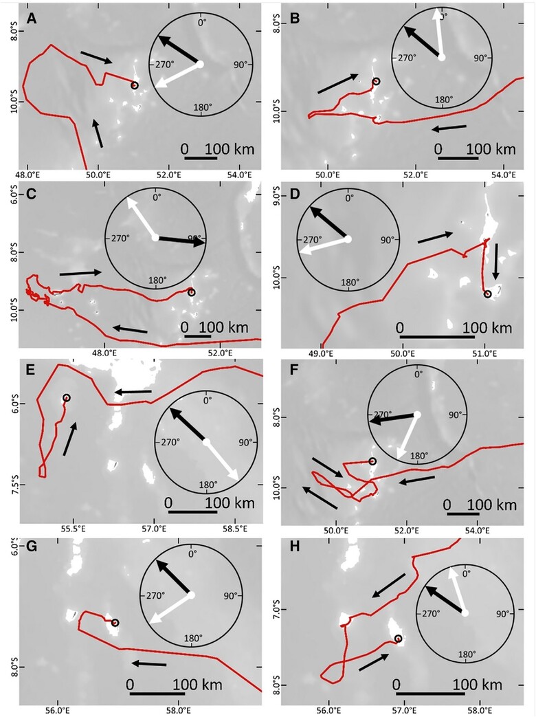 작은 외딴 대양섬에 접근하는 바다거북의 경로. 때로는 100㎞가 넘는 거리를 지나쳤다 되돌아오는 모습이 보인다. 시계 모양의 검은 바늘은 풍향, 흰 바늘은 조류 방향을 가리킨다. 헤이스 외 (2020) ‘커런트 바이올로지’ 제공