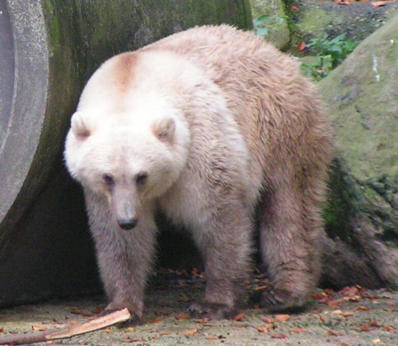 독일 오스나브뤼크 동물원에 있는 북극곰과 회색곰의 잡종 피즐리. 위키미디어 코먼스 제공.