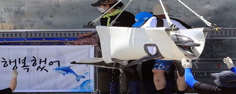 [단독] 남방큰돌고래 ‘비봉이’ 야생방사 실패시 ‘회수비용’, 합의 안됐다