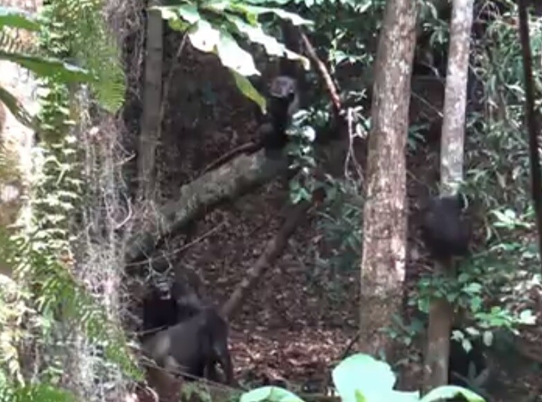 침팬지 무리가 실버백을 포함해 5마리로 이뤄진 고릴라 무리를 공격하는 모습. 라라 서든 외 (2021) ‘사이언티픽 리포츠’ 동영상 갈무리