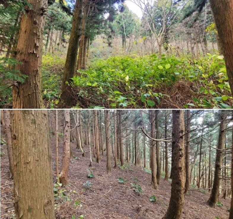 세계자연유산인 제주 조천읍 검은오름의 삼나무 식생 정비 후의 식물 다양성(위) 모습과 삼나무 식생지역의 모습. 제주도 세계유산본부 제공