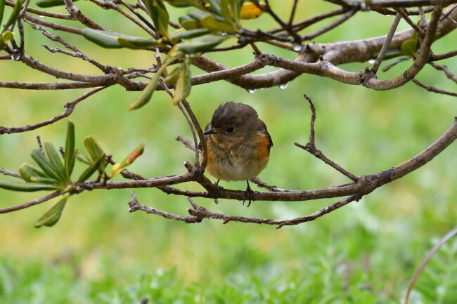 어린 유리딱새가 비를 피해 나뭇가지 아래 앉아 있다.