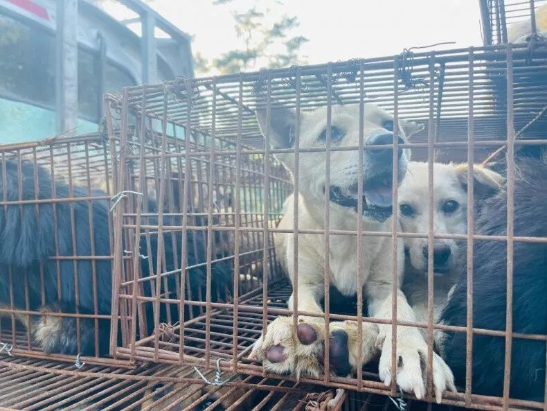 중국 남부 광시좡족자치구 위린에서는 매년 6월21일 하지를 맞아 열흘 간 개고기 축제를 벌인다. 사진은 2019년 6월 위린으로 향하던 트럭에서 동물보호 활동가들이 발견한 개들. HSI 제공