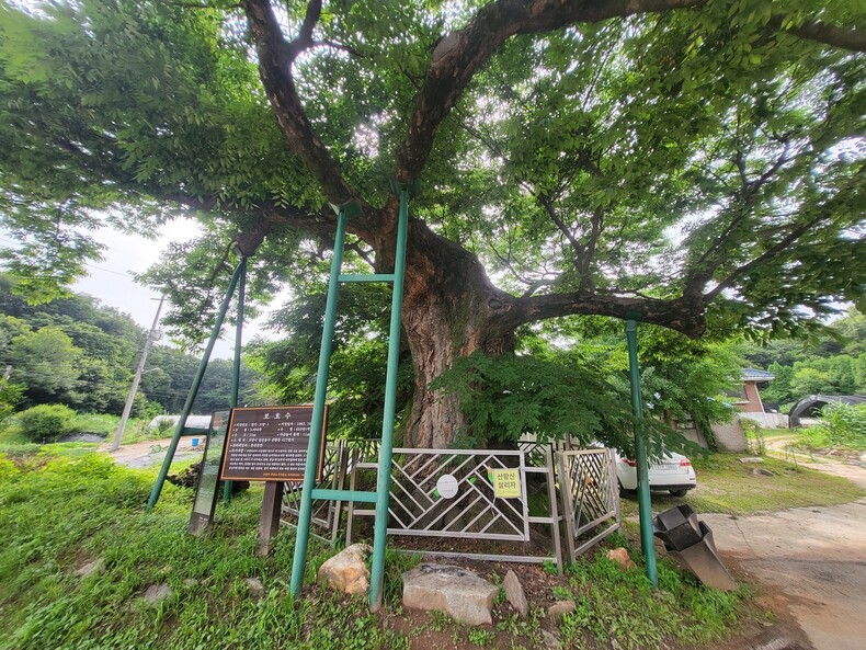 골프장 증설 부지에 둘러싸인 마을. 마을에 보호수로 지정된 느티나무가 있다. 보호수 펜스에 골프장 증설을 반대하는 환경단체의 현수막이 걸려있다. 이승욱 기자