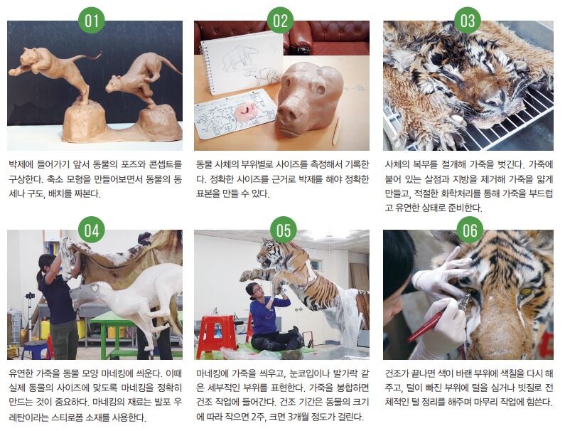 박제 표본 제작 과정. 사진 윤지나 제공