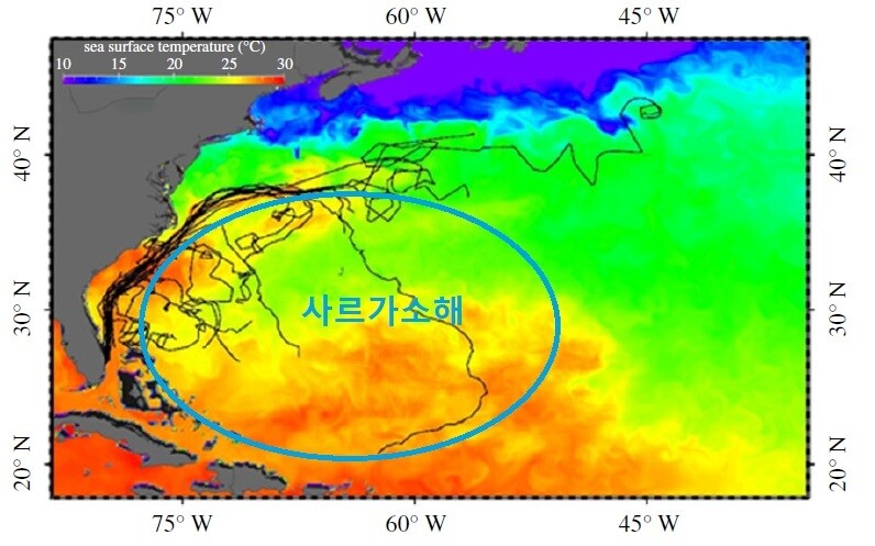 푸른바다거북의 이동 경로. 멕시코만류를 따라 북상하다 상당수가 조류를 벗어나 사르가소해로 향한 궤적을 볼 수 있다. 맨스필드 외 (2021) ‘왕립학회보 비’ 제공 ※ 이미지를 누르면 크게 볼 수 있습니다.